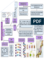 Estructura Del ADN.