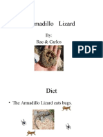 Armadillo