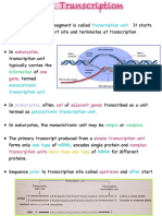 DNA Transcription 