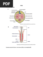 Banco de Imagenes PENE Histologia