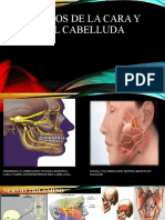 Nervios de La Cara y Piel Cabelluda