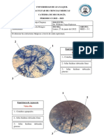 PRACTICA N°1 - DETECCION DE HONGOS AMBIENTALES - Kevin Chaguay