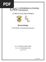 Estructura Bacteriana