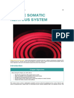 Chapter 14 - The Somatic Nervous System