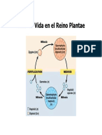 Cap. VI Bo - Reino Plantae