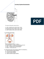 Excretory Exam-Word 2