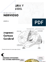 NeuroAnatomía PT 2 2 (Autoguardado)