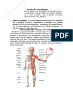 Aparatos Del Cuerpo Humano2