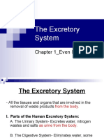 Excretory System