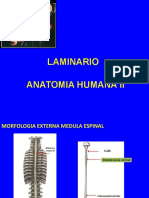 Laminario Anatomia Ii 2017