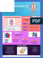 Infografia Del Sistema Cardiovascular