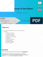 1 - Anatomy of The Kidney