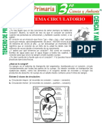 Que Es El Sistema Circulatorio para Tercero de Primaria