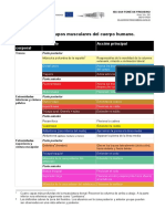 02 Principales Grupos Musculares Del Cuerpo Humano