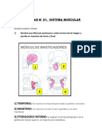 Actividad #01 Sistema Muscular