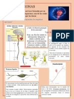 Infografia Neuronas