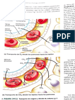 Fisiologia Esquemas Libro