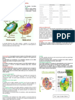 Célula Animal y Célula Vegetal