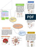 Mapa Del Sistema Nervioso Fisiologia 5 PDF