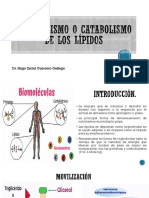 Metabolismo o Catabolismo de Los Lípidos