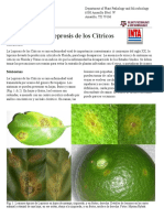 Leprosis de Los Citricos 2013