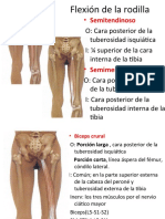 Musculos de Rodilla y Tobillo Corregido 2019