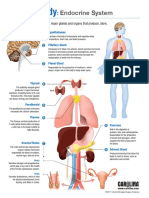 Endocrine System: © 2017 Carolina Biological Supply Company