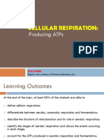 Cellular Respiration