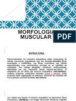 MORFOLOGIA MUSCULAR. Clase....