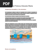 Membrana Plasmatica y Su Estructura.