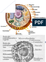 Tema 3 LA CELULA