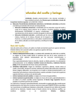 Regiones Profundas Del Cuello y Laringe PDF