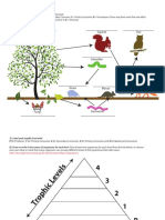 Food-Web-Worksheet Good Beginning PDF