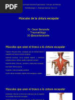 10 Musc. Cintura Escapular