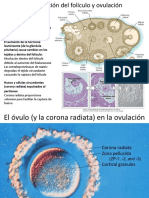 Clase 3. Ciclo Ovárico y Células Germinales PDF