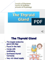 Thyroid Gland 1 UMST White Background