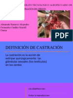 CASTRACIÓN