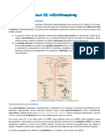 Tema 28 - Catecolaminas