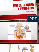 Anatomía de La Tráquea