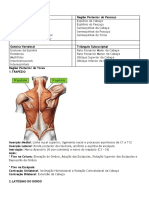 Músculos Do Dorso
