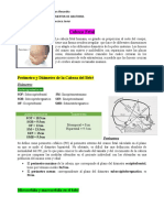 Perimetro y Diametro de La Cabeza Del Bebé