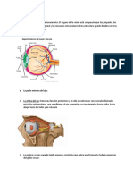 Criterios Diagnosticos