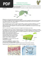 Tema Nutrición Plantas