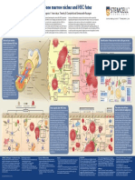 Bone Marrow Niches HSC Fates