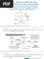 Tema 5. Procesamiento Del Transcrito de Arn Mensajero