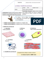 Tema: La Forma Y Tamaño de Las Células