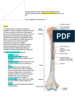 Locomotor Anatomia