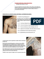 Guía de Disección Del Plexo Braquial