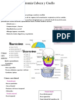 Anatomía Cabeza y Cuello