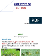 Major Pests Of: Cotton